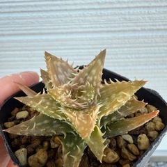 多肉植物　アガベ　アロエ　4つの画像