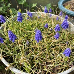 ムスカリ 【値下げしました】決まりましたの画像