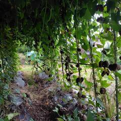紫山芋のむかご（種）約1㎏　③の画像