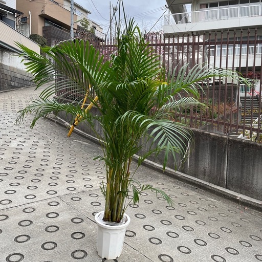 観葉植物　アレカヤシ　鉢を含めて220cm程度