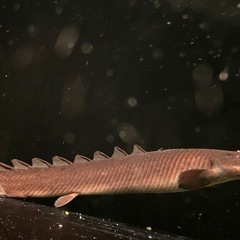 ポリプテルス3種　バラ売り場不可
の画像