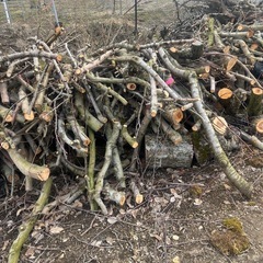 終了しました！🍎りんごと🍒さくらんぼの木ですの画像