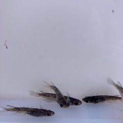 メダカ　成魚　1匹200円の画像