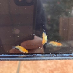 メダカ　成魚　1匹200円の画像