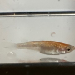 鱗緑メダカ　ユリシスレッドレースの画像