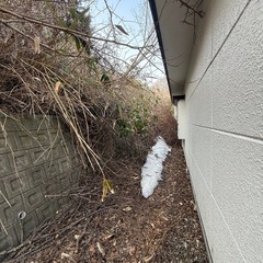 【無料/薪】傾斜地の伐採・回収をお願いします（焚き火・薪ストーブ・キャンプ用）の画像