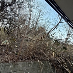 【無料/薪】傾斜地の伐採・回収をお願いします（焚き火・薪ストーブ・キャンプ用）の画像