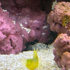 取引中‼️ギンガハゼとテッポウエビの画像