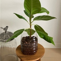 観葉植物　フィカス アルテシーマ　の画像