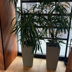 観葉植物の画像