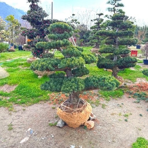 五葉松、庭木用