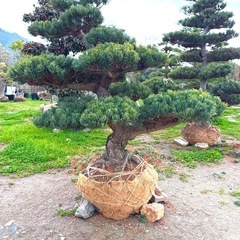 五葉松、庭木用の画像