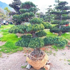五葉松、庭木用の画像