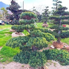 五葉松、庭木用の画像