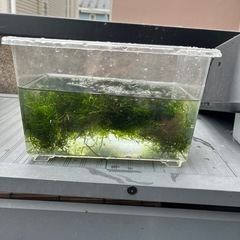 国産ウィローモスの画像