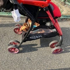 GRACO   ベビーカーの画像