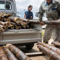 【春の期間限定】糸島メンマ（巨大タケノコ）の収穫スタッフ募集！未経験歓迎の画像