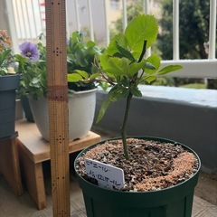 薔薇幼苗　 ピエールドロンサールの画像