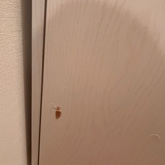 ニトリ　扉付き収納チェストの画像