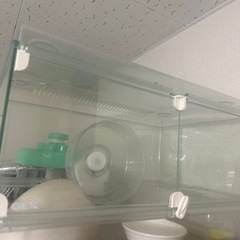 ハムスターの物の画像