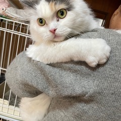 4/6お引き取り決定‼️ (いち星) 東京の猫の里親募集｜ジモティー