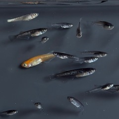 ワイドフィン系　ヒレ長系　メダカ　ミックス　稚魚〜成魚サイズ　20匹 〜　めだかの画像