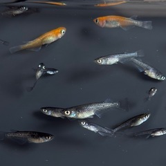 ワイドフィン系　ヒレ長系　メダカ　ミックス　稚魚〜成魚サイズ　20匹 〜　めだかの画像