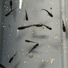 メダカ　　五式タイプR風雅の画像