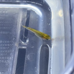 金塊メダカ　の画像