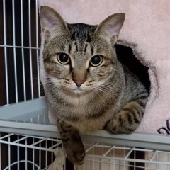 キジトラちゃん