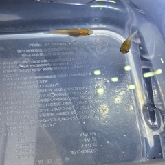 ダイアナ妃メダカの画像