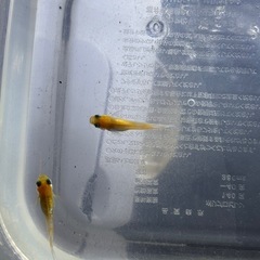 ダイアナ妃メダカの画像