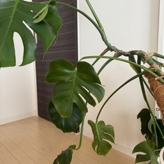 暴れ系モンステラの画像