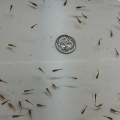 金魚 まん丸ピンポンパール 稚魚 20匹の画像