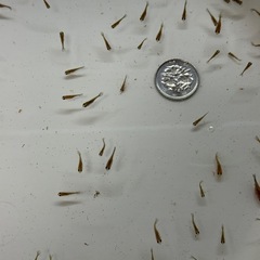 金魚 まん丸ピンポンパール 稚魚 20匹の画像