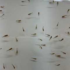 金魚 まん丸ピンポンパール 稚魚 20匹の画像