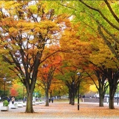 欅の種 2025年12月採取　100粒➕(多めにいれています)の画像