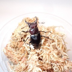 ミクラミヤマクワガタ(御蔵島産)♂♂♂♀4匹②の画像