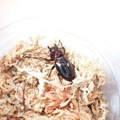 ミクラミヤマクワガタ(御蔵島産)♂♂♂♀4匹②の画像