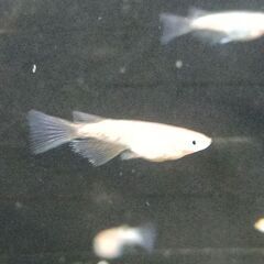 ★近松めだか（夜桜ゴールドRLFメダカ）の画像