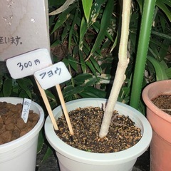 イチョウ、フヨウ、酔フヨウが　仲間入り！の画像