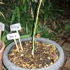 イチョウ、フヨウ、酔フヨウが　仲間入り！の画像