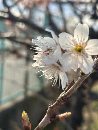 さくらんぼの木
