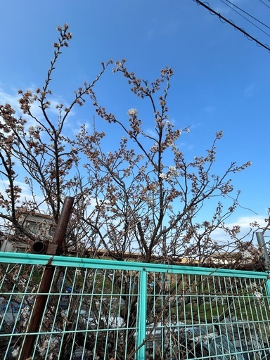 さくらんぼの木
