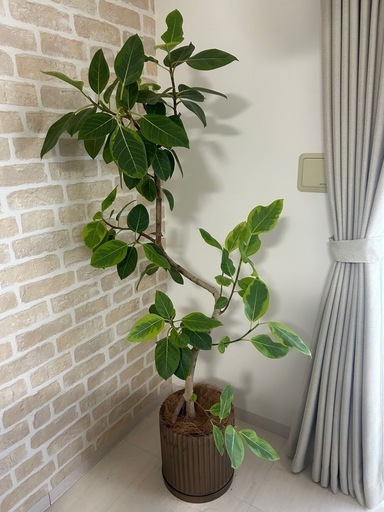 観葉植物　フィカス：アルテシマ