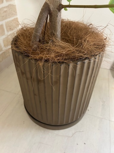 観葉植物　フィカス：アルテシマ
