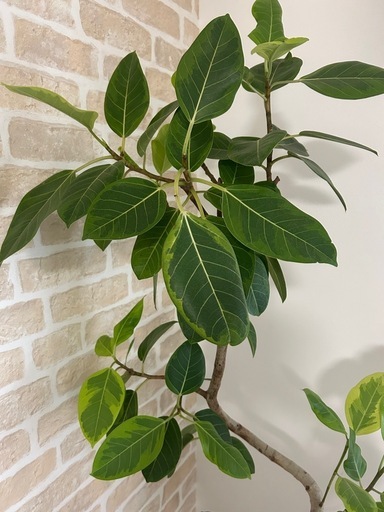 観葉植物　フィカス：アルテシマ