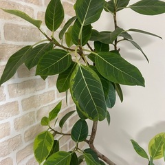 観葉植物　フィカス：アルテシマの画像