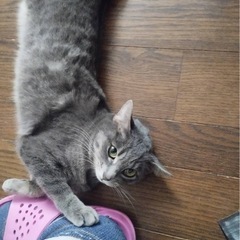 片耳が折れてるロシアンブルーちゃん