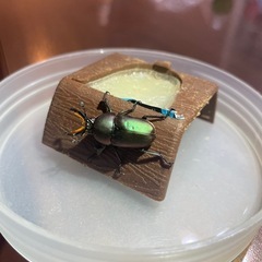 パプアキンイロクワガタ 幼虫5頭の画像